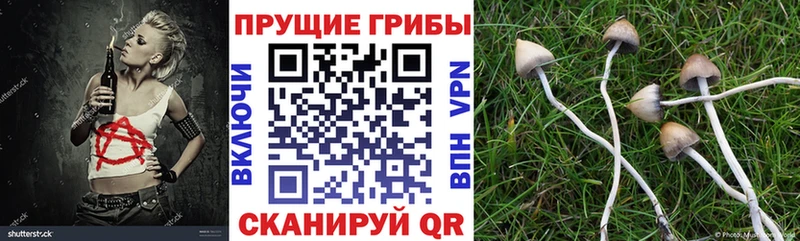 где можно купить   Салехард  Псилоцибиновые грибы GOLDEN TEACHER 